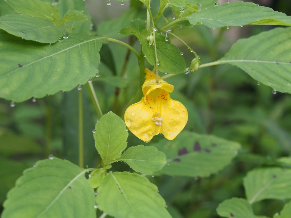 ７月の花