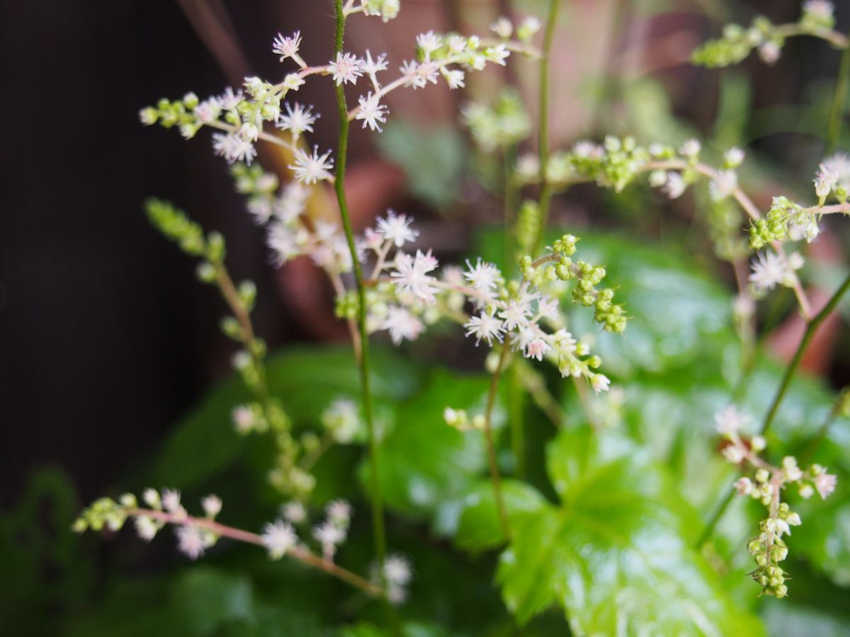 ７月の花