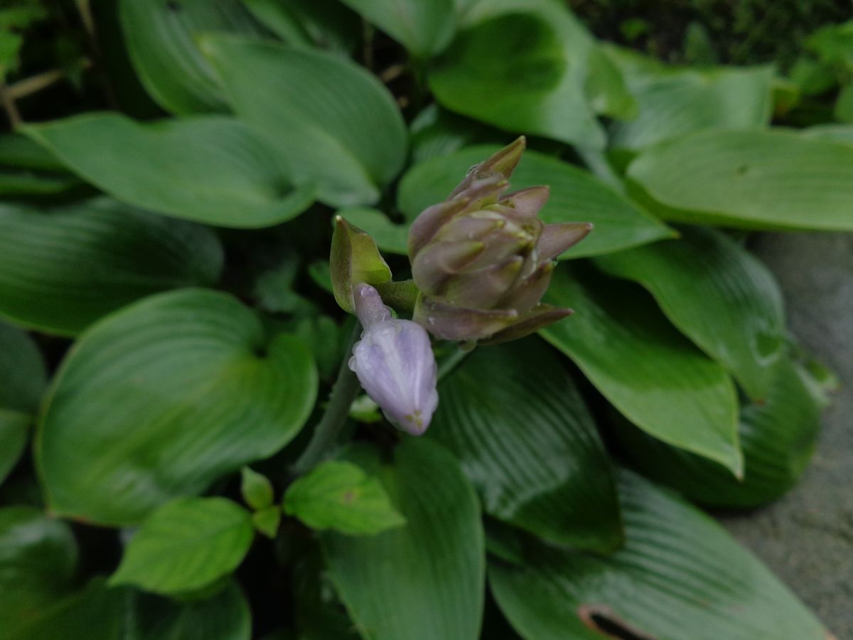 期待の蕾たち、今日も雨ですけど(ー_ー)!!。