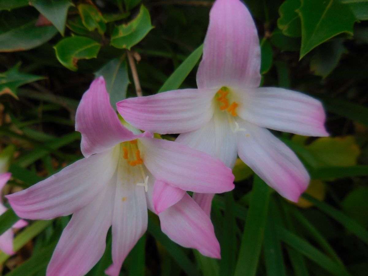 今日の花・・・