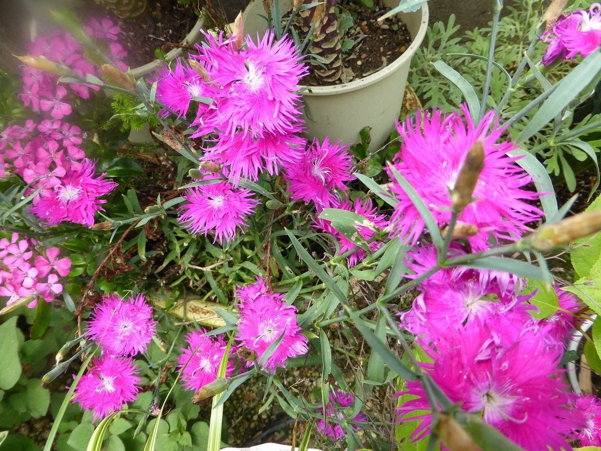 カトレアの花が、、、、。（パープラタ、カーネア））