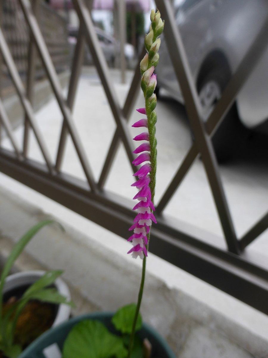 カトレアの花が、、、、。（パープラタ、カーネア））