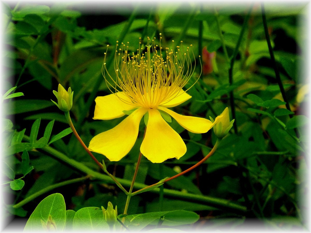 六丁目の花等