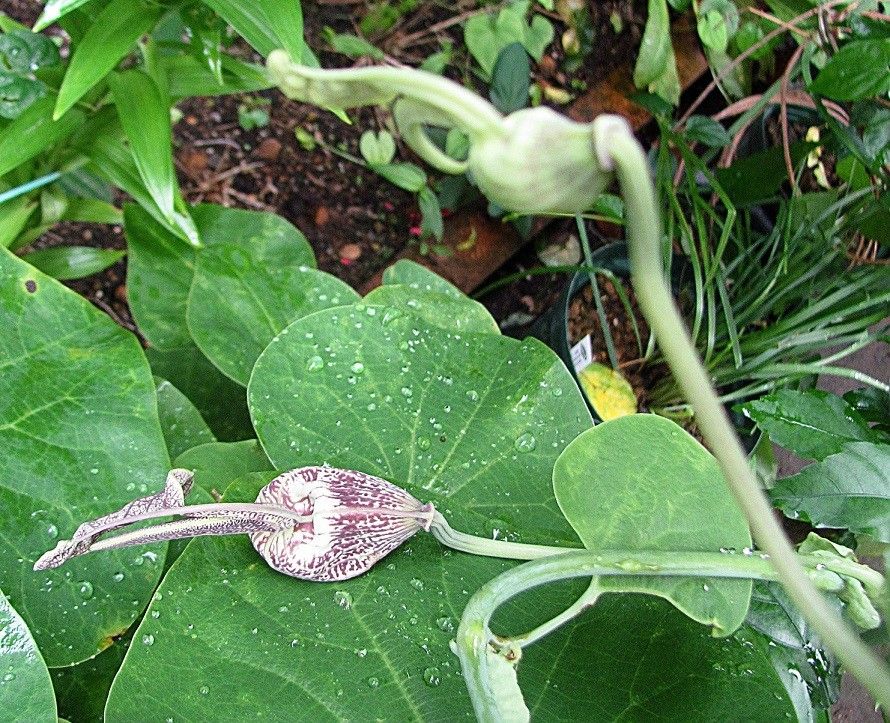 奇妙な花が咲きだして