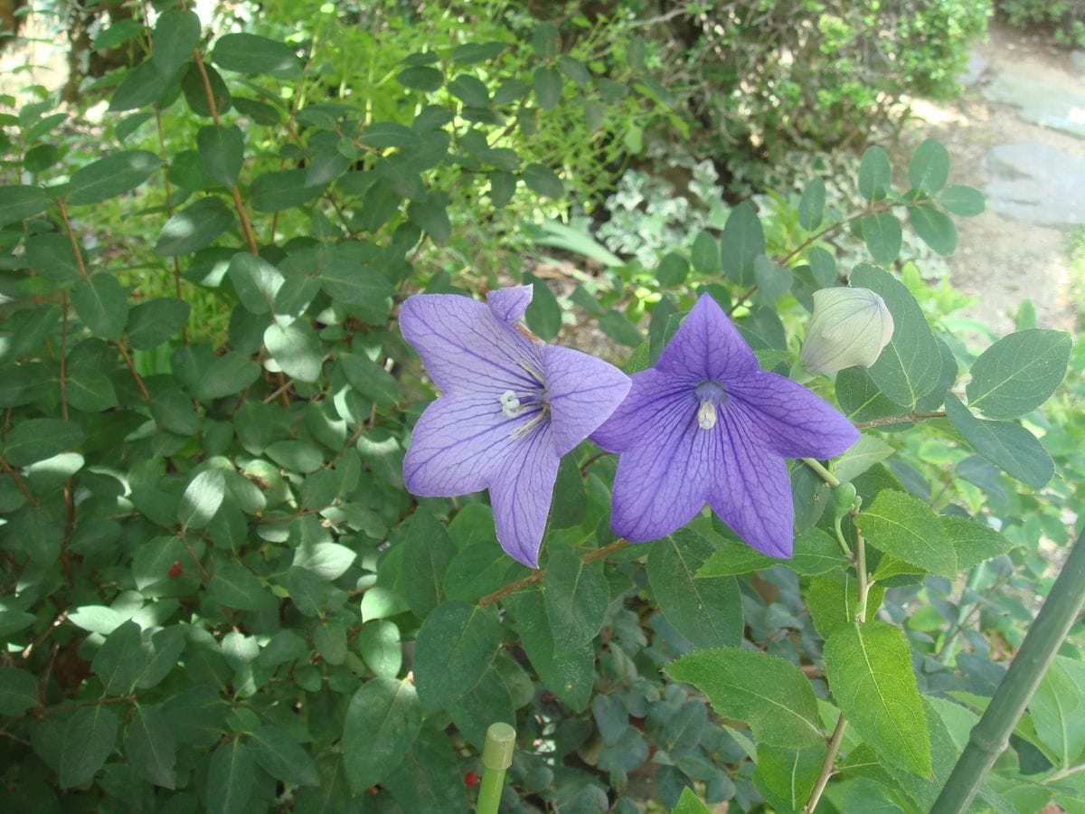 ブルーの花