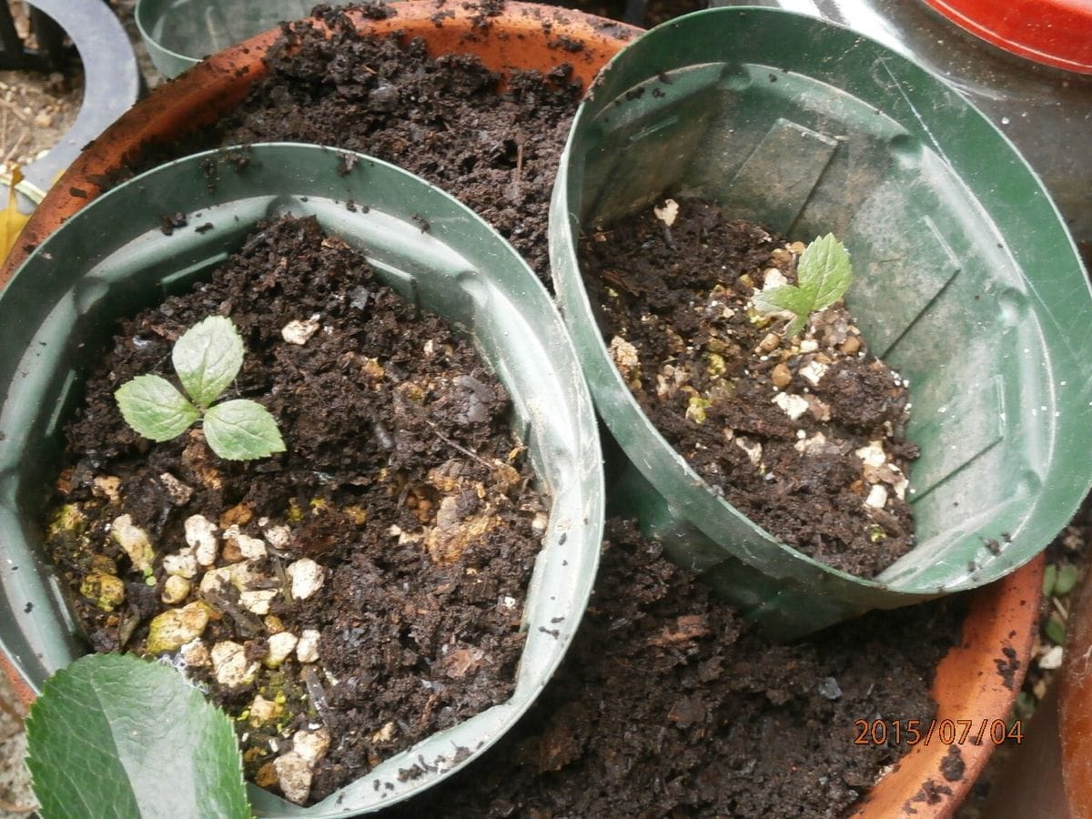 一週間前に植えかえた…