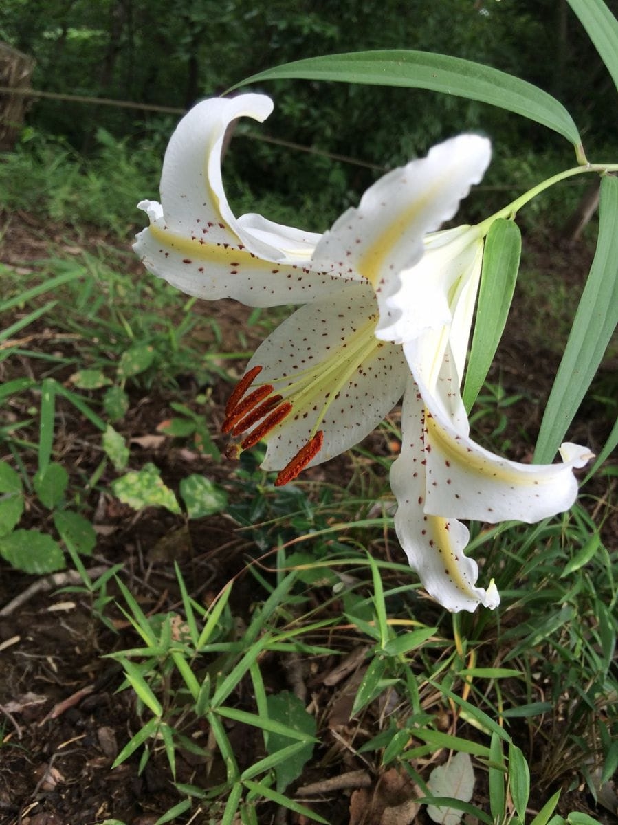 多摩丘陵・初夏の花