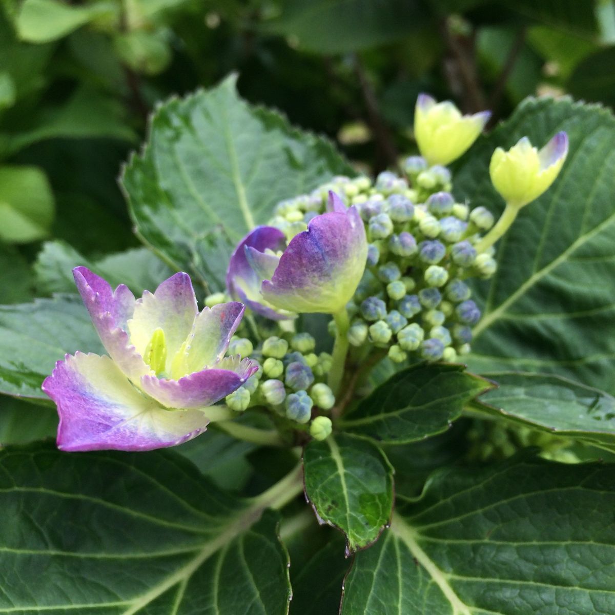 《開花準備中♪》