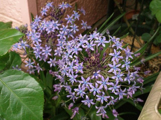 み～かんの花が～♪