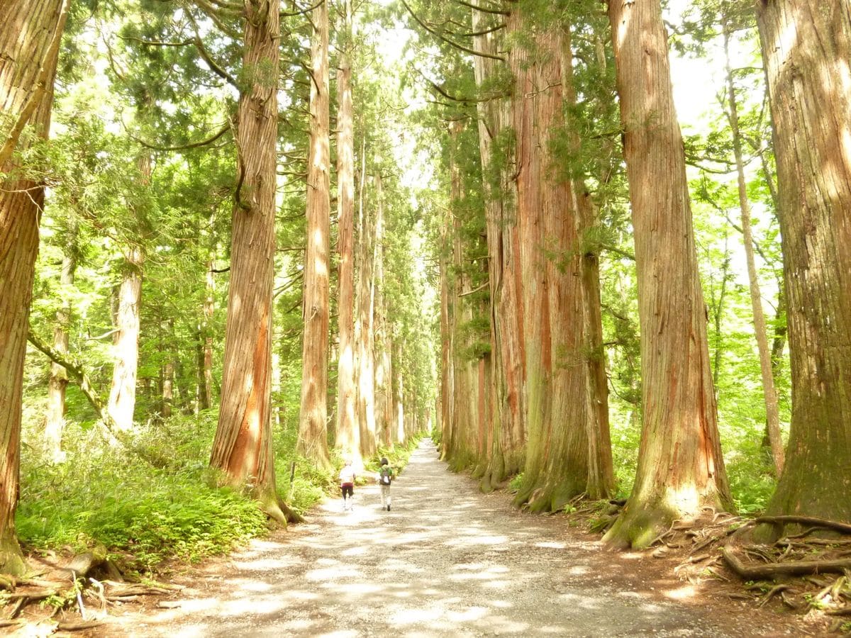 戸隠神社　杉