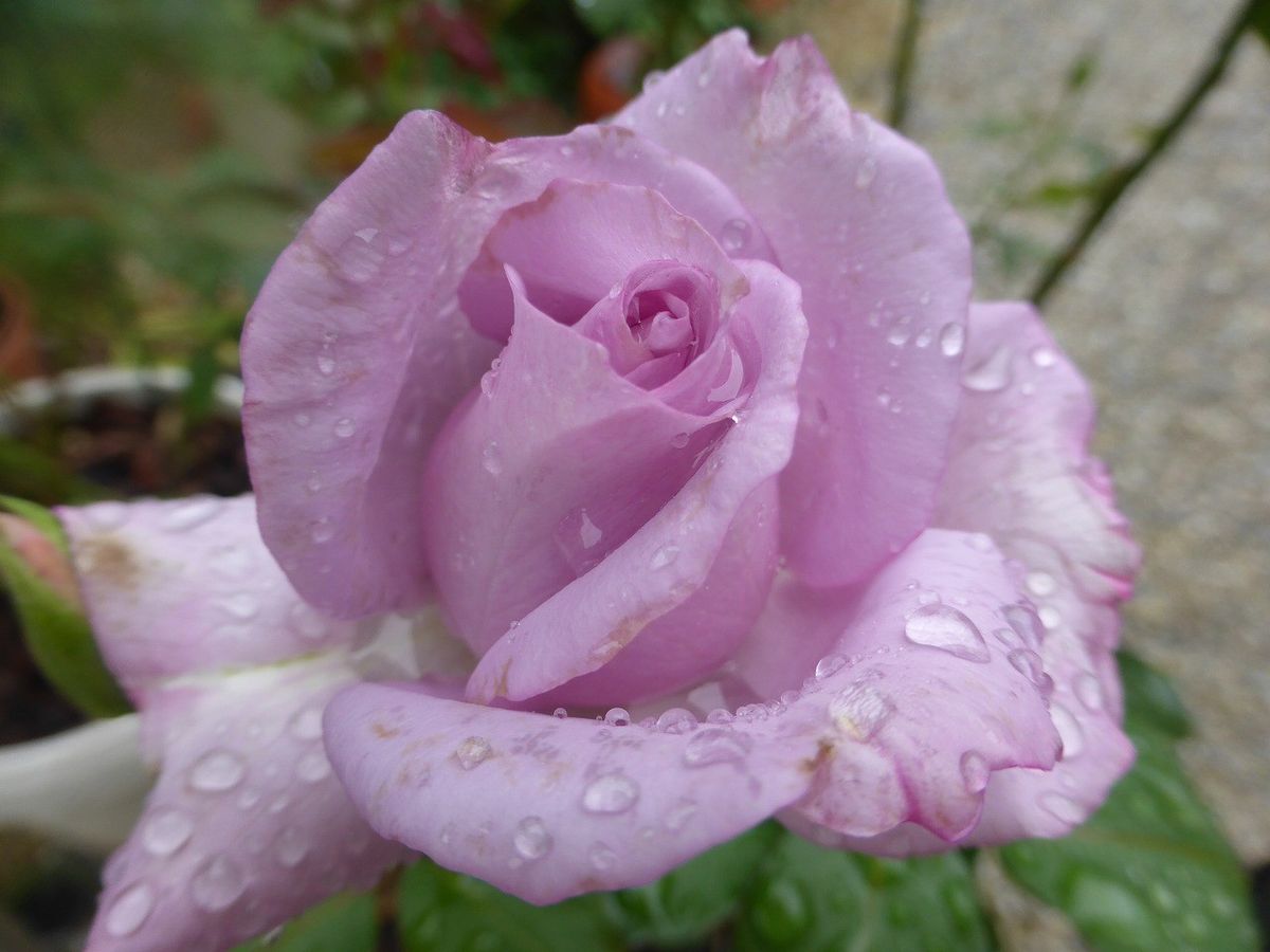 雨にも負けず、、、、。