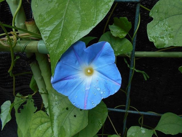 夏に、秋の田村草