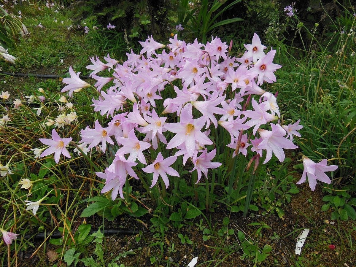 雨が降ると花が咲くけど。。。。