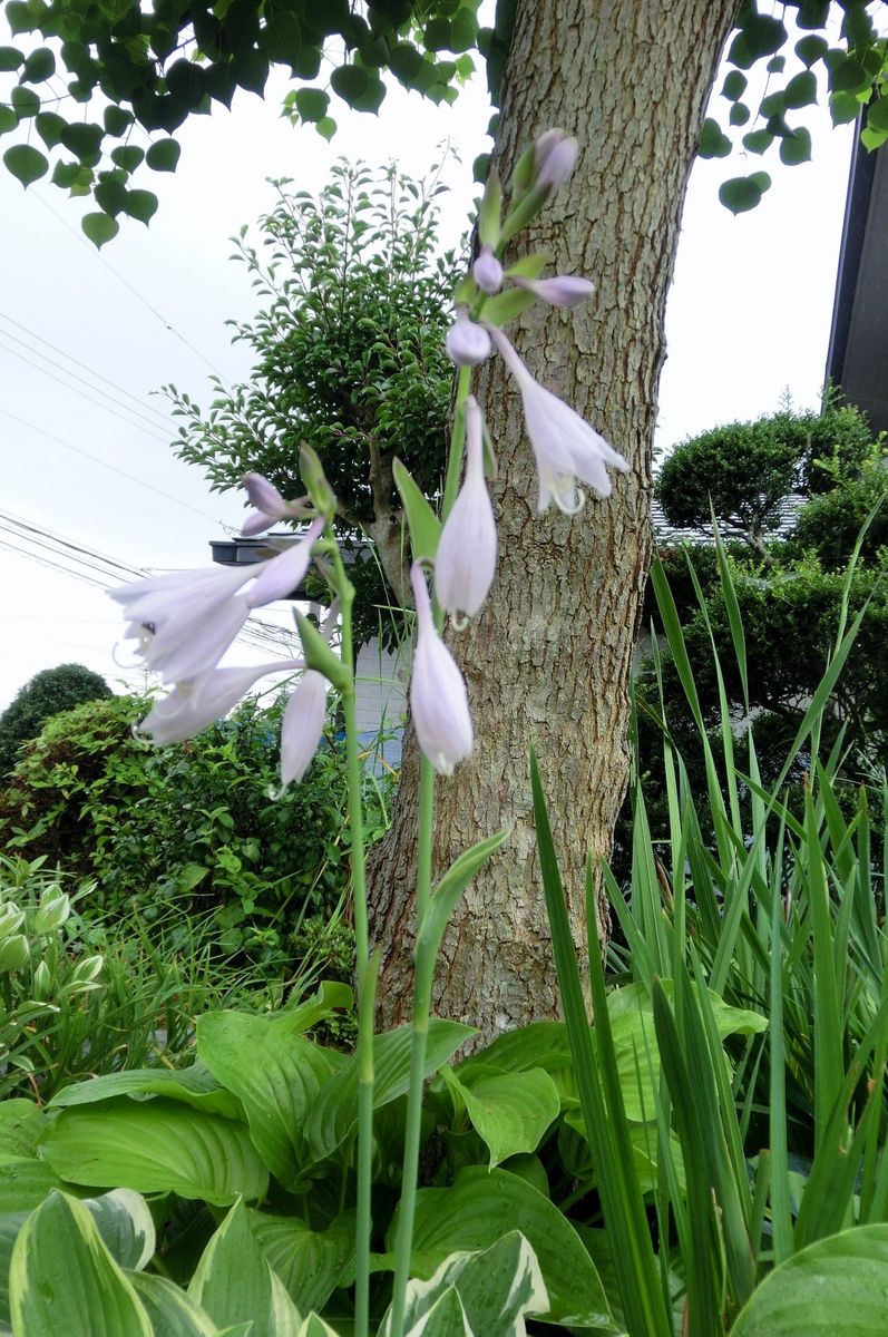 今日も雨。。。