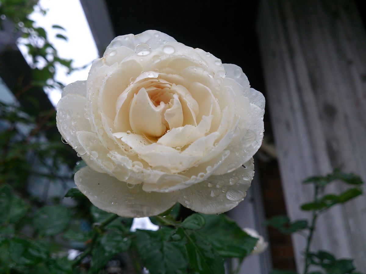 雨に打たれて