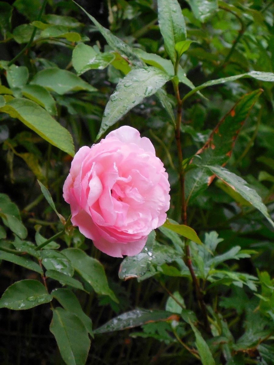 雨が続きますね。