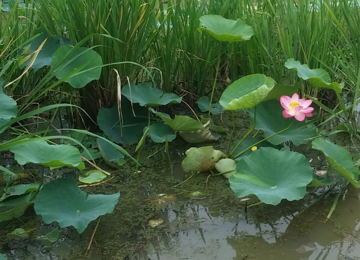 琵琶湖で～ハスの群生～