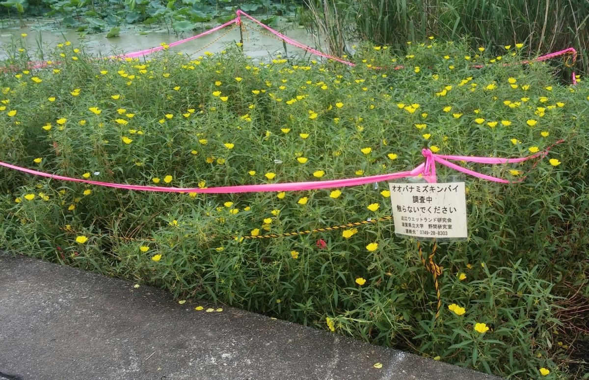 琵琶湖で～ハスの群生～