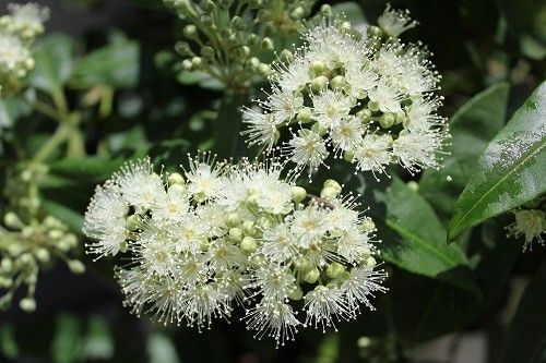 レモンマートルの花