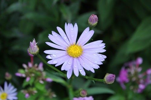 レモンマートルの花