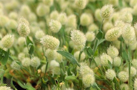 【植物図鑑】ムラサキツユクサなど7種類の情報追加