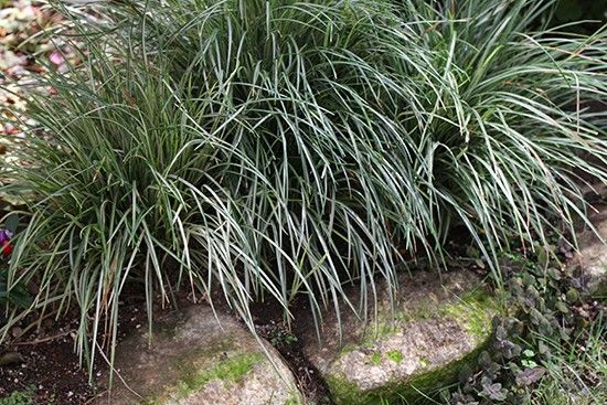 【植物図鑑】ムラサキツユクサなど7種類の情報追加