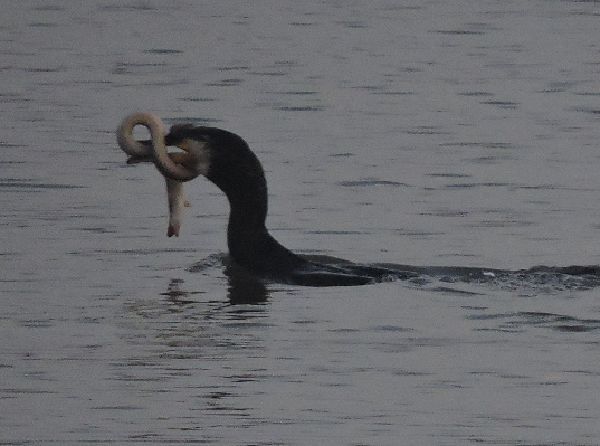 ウナギ夜釣り