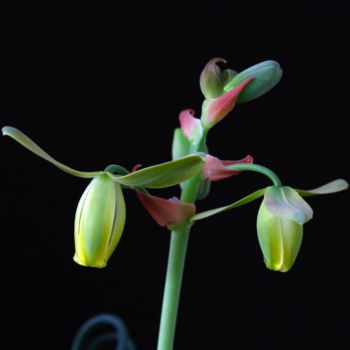 Albuca spiralis 'Frizzle Sizzle'