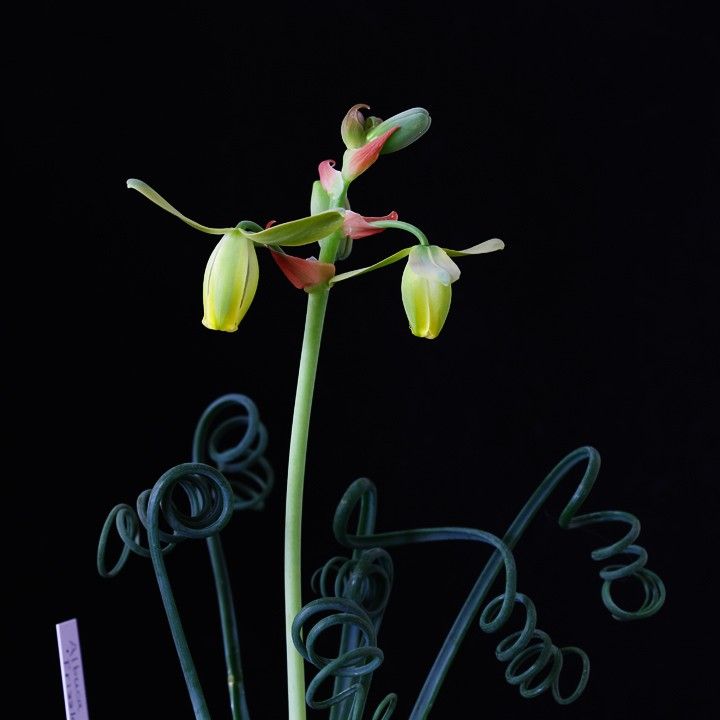 Albuca spiralis 'Frizzle Sizzle'