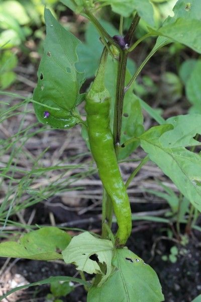 雨が続いたんでトマトは割れて