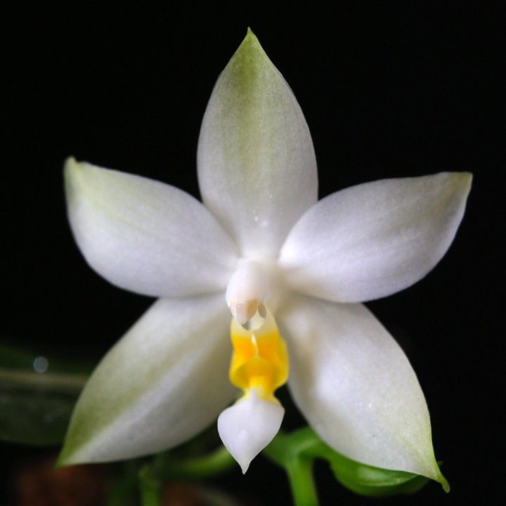 Phal. violacea f. alba