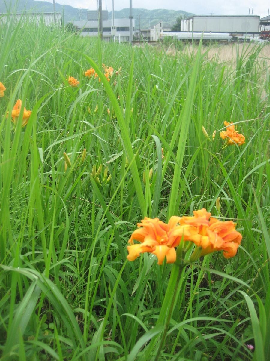 田圃の花