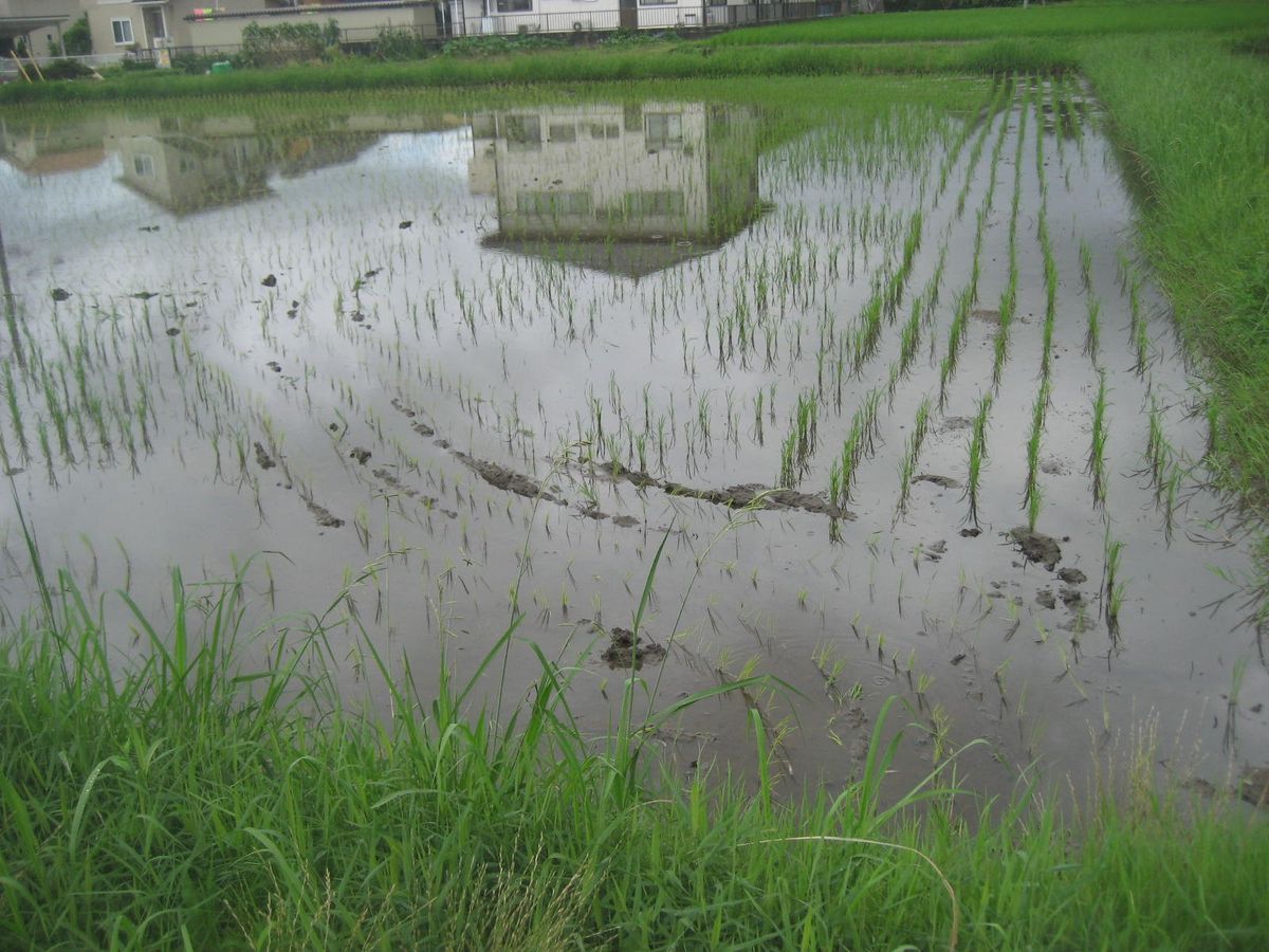 田圃の花