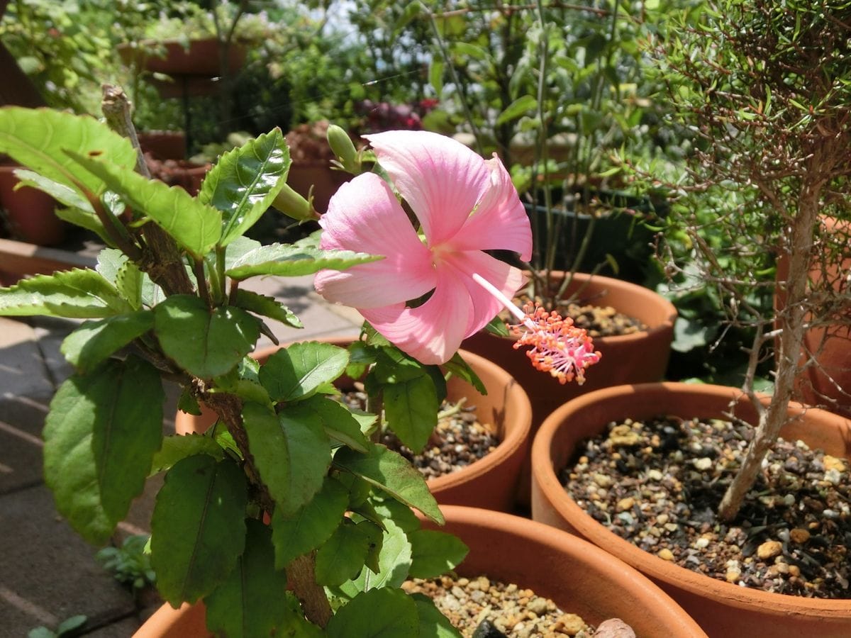 お久しぶりな園芸日記