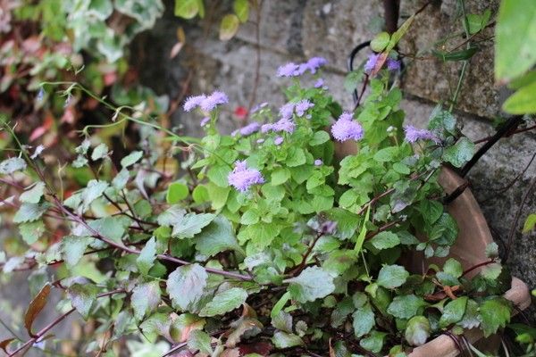 アゲラタムの花