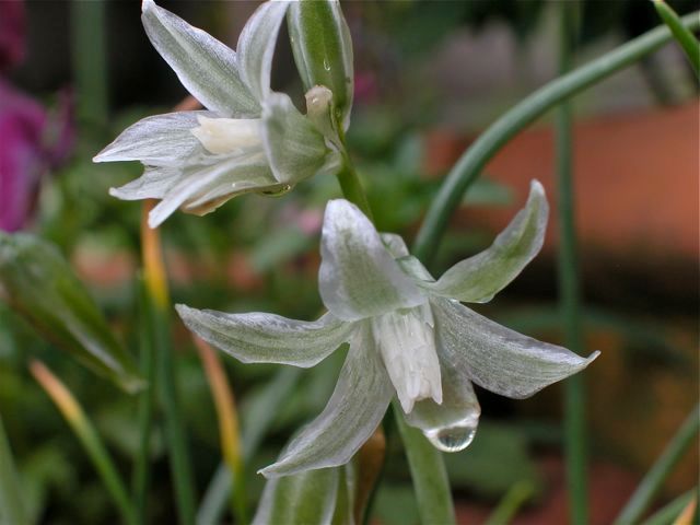 ガラスの花