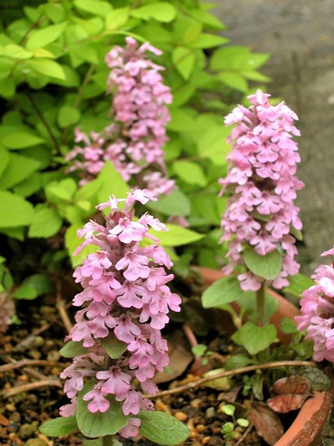 ガラスの花