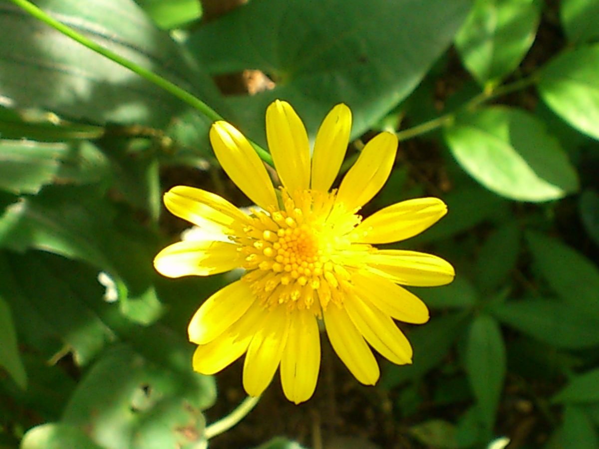 信号色の花ゞ