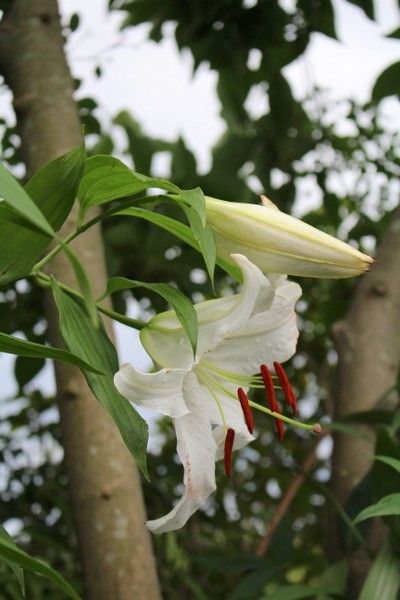 カサブランカの花