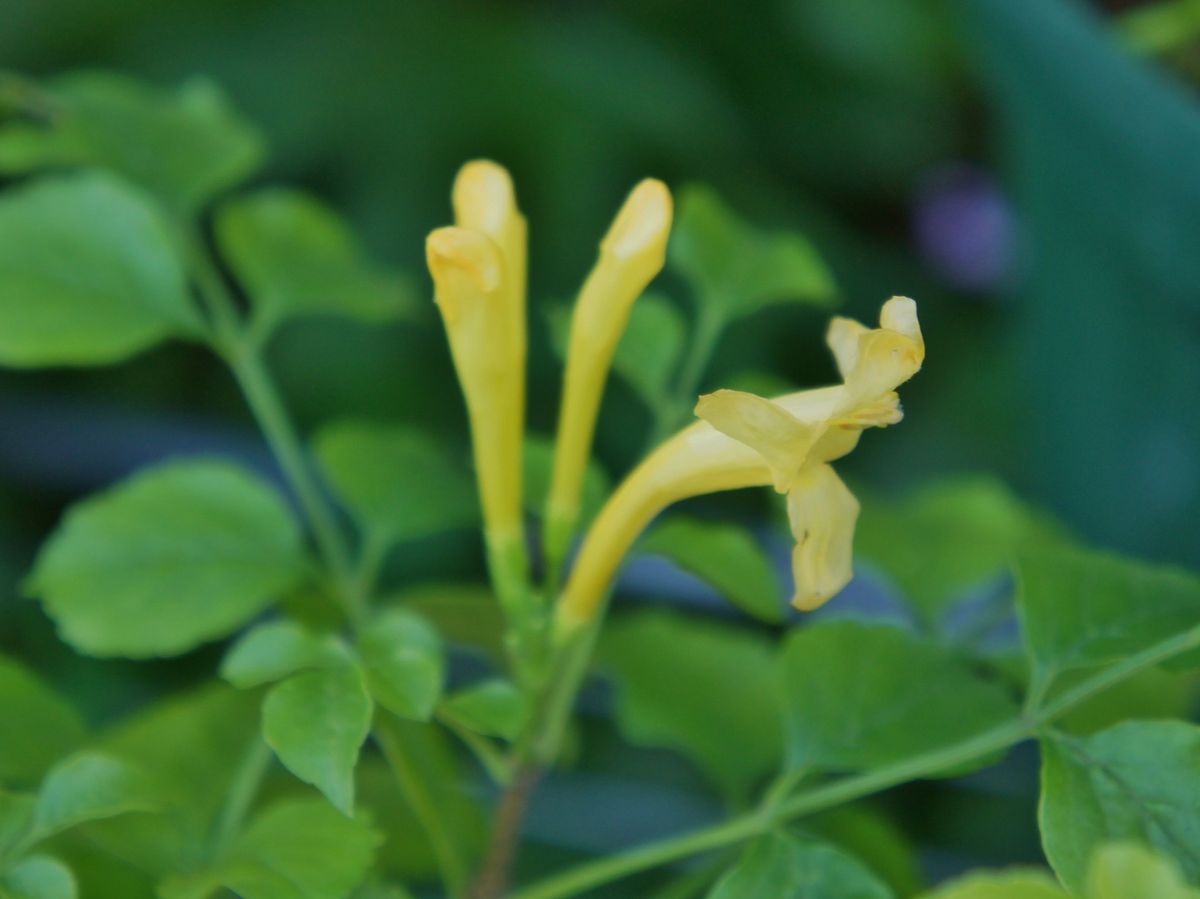 朝昼晩の花