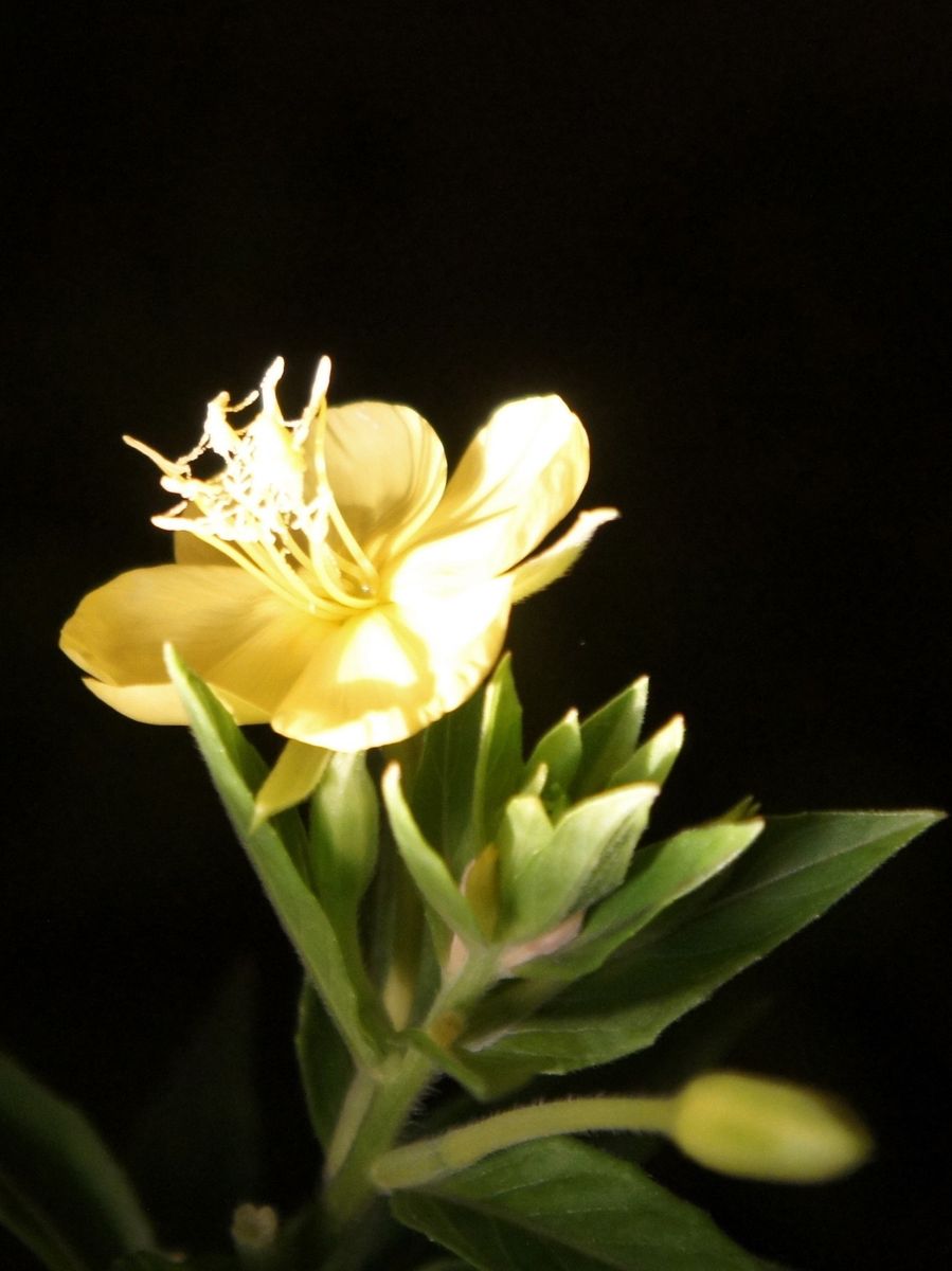 朝昼晩の花