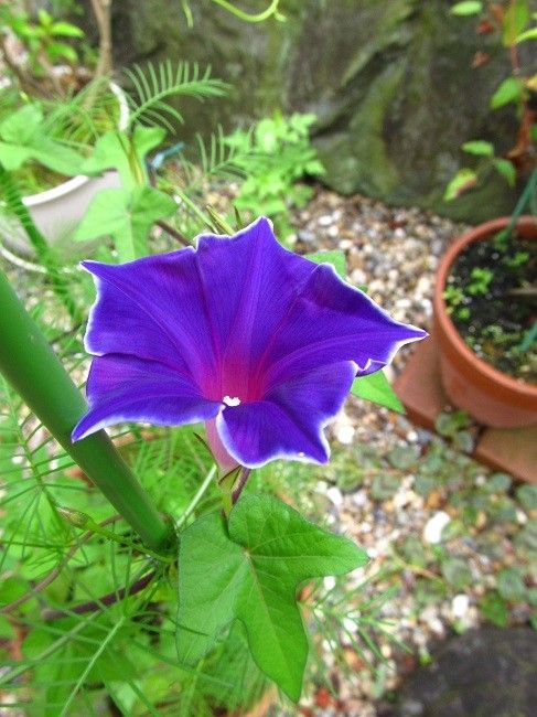 青系の花が　今朝はいっぱい咲いてました