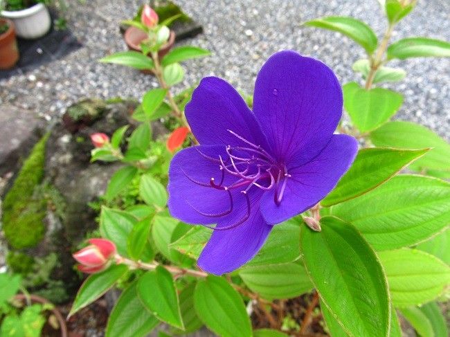 青系の花が　今朝はいっぱい咲いてました