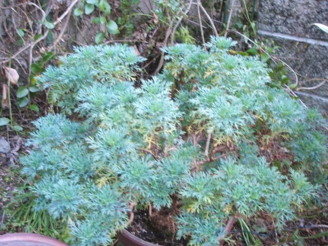 マーガレットのきりつめ・挿し芽