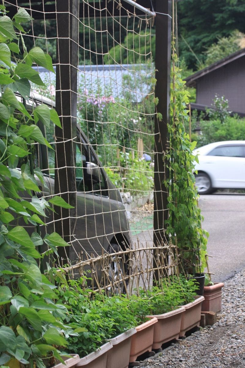 えっ～花が咲いた！！