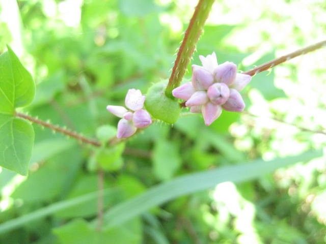 野草園のピングの花