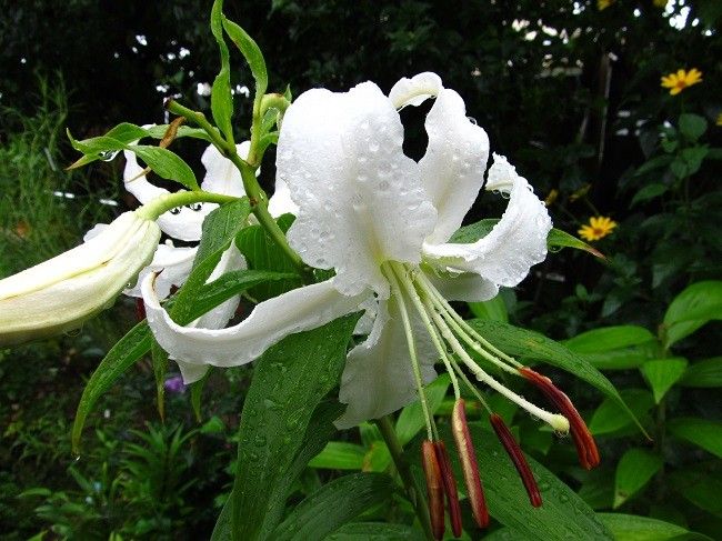 雨に打たれて