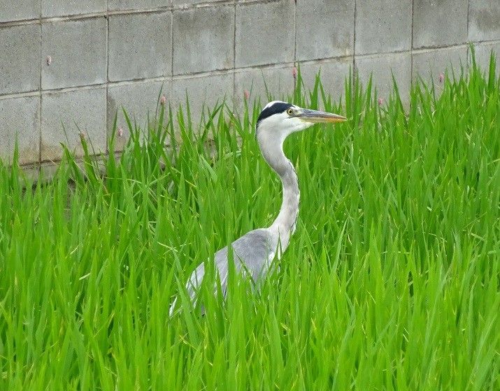 今年はコスモス畑は・・・