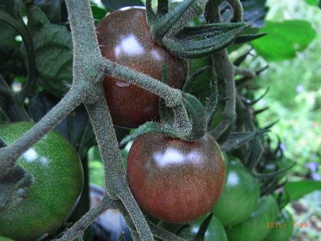 変わり野菜