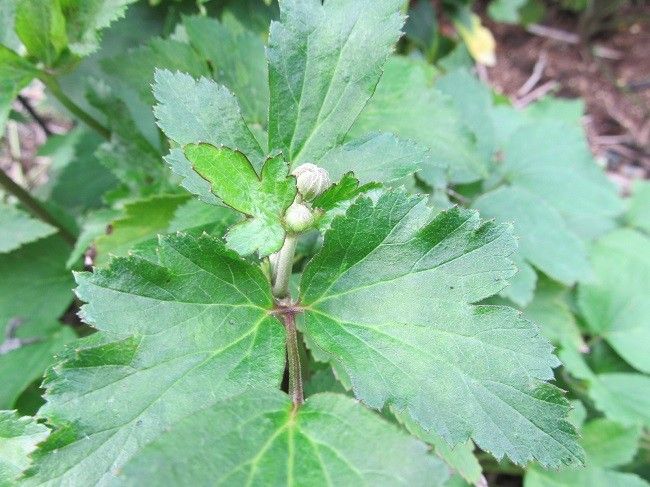 シュウメイギクのつぼみとオダマキの芽と種まきアンゲロニアの開花